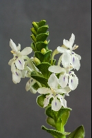 Lapeirousia pyramidalis subsp pyramidalis